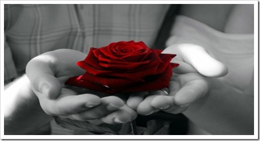 red_rose